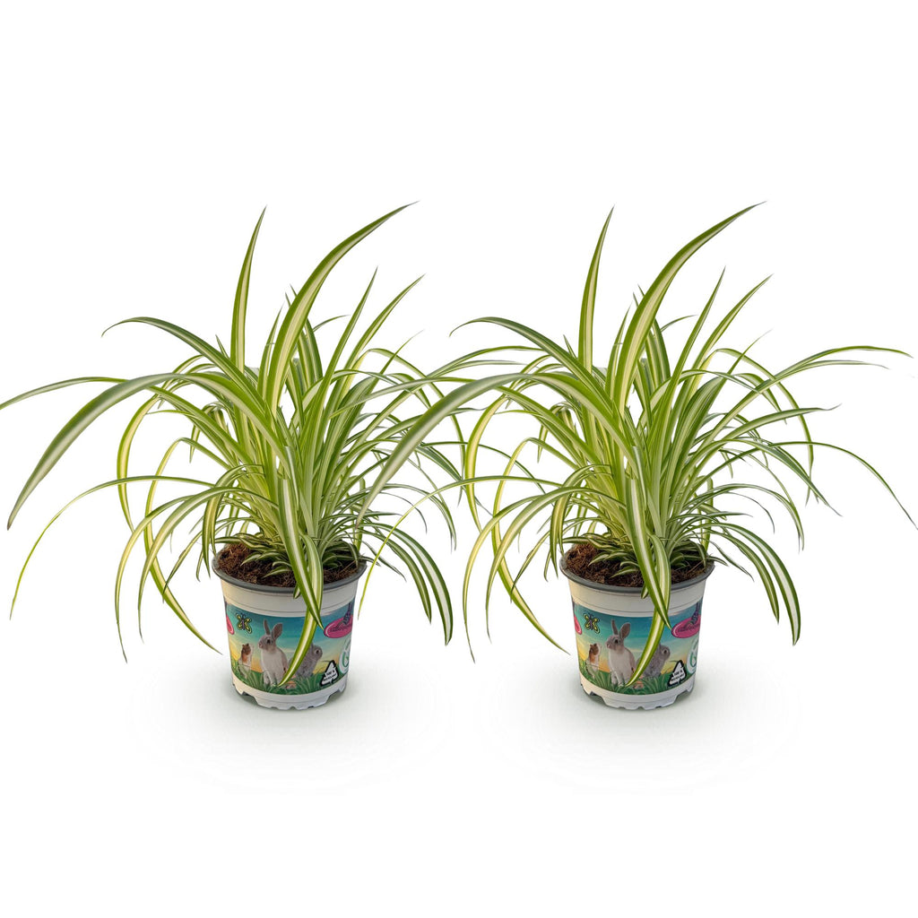 Green boutiQ - Kamerplant - Chlorophytum comosum Variegatum - Kattengras - Huisdiervriendelijk - Bont - 2 Planten - Pot 12cm - Hoogte 25-30cm
