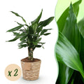 Green BoutiQ - Green is... Kamerplanten - Dracaena fragrans Steudneri - Drakenbloedboom - Weinig onderhoud - met mand - Groen - 2 Planten - Pot 17cm - Hoogte 50-55cm
