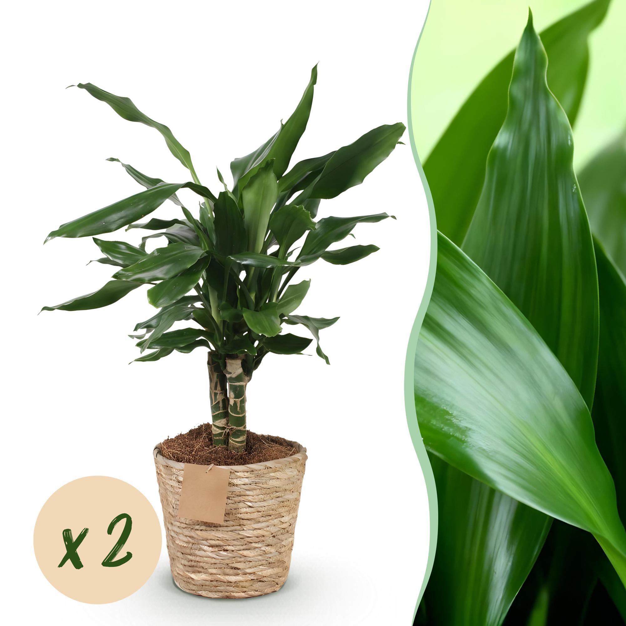 Green BoutiQ - Green is... Kamerplanten - Dracaena fragrans Steudneri - Drakenbloedboom - Weinig onderhoud - met mand - Groen - 2 Planten - Pot 17cm - Hoogte 50-55cm