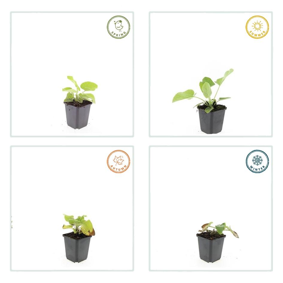 40x Phlomis russeliana - ↕10-25cm - Ø9cm