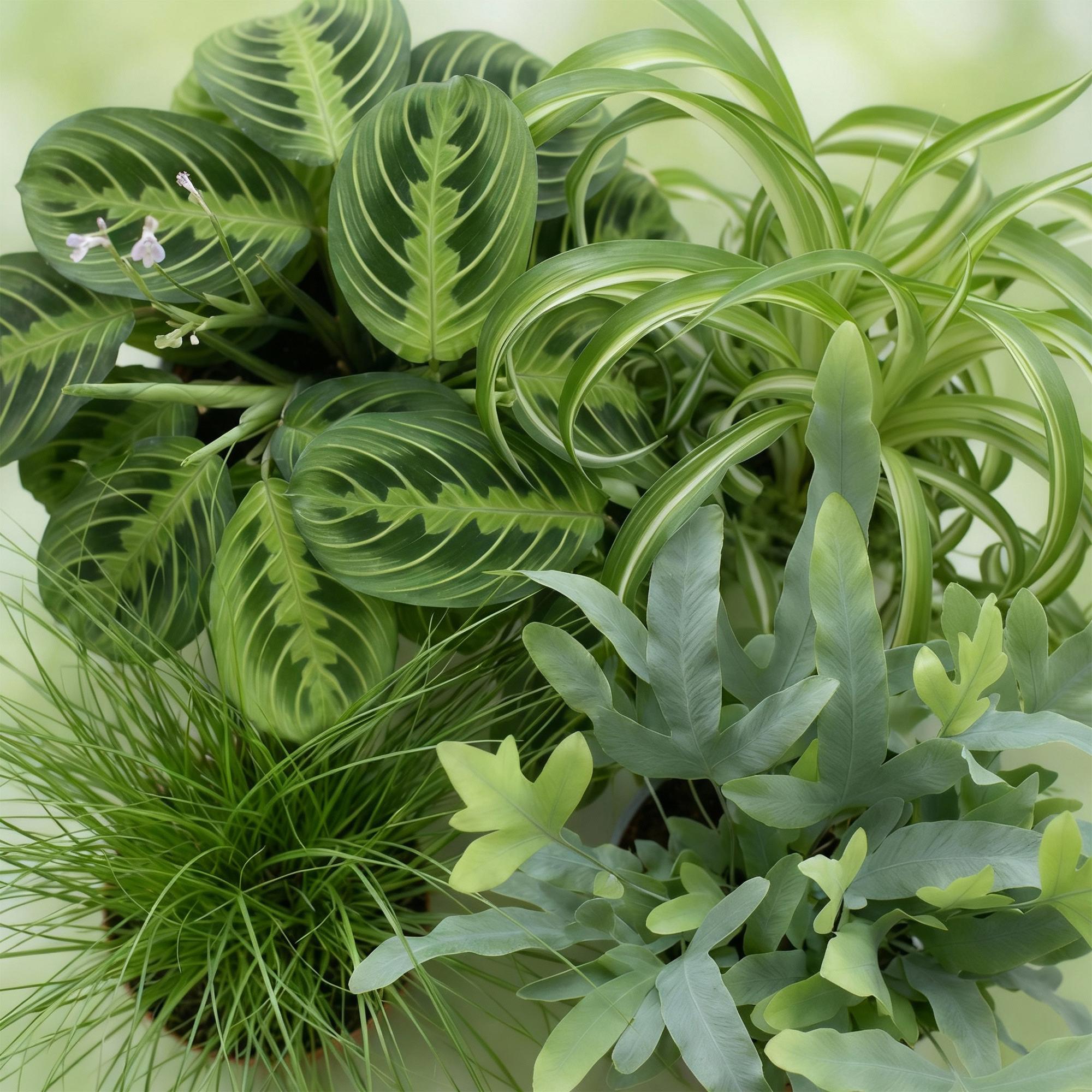 Green boutiQ - Kamerplant - Chlorophytum - Cyperus - Phlebodium - Marantha - Mix van 4 - Huisdiervriendelijke Planten - Groen - 4 Planten - Pot 12cm - Hoogte 25cm