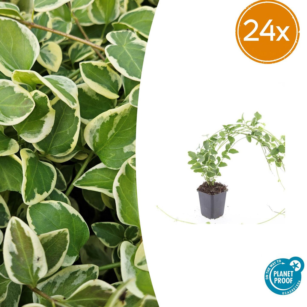 24x Vinca major 'Variegata' - ↕10-25cm - Ø9cm