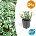 24x Euonymus fort. 'Emerald Gaiety' - ↕10-25cm - Ø9cm