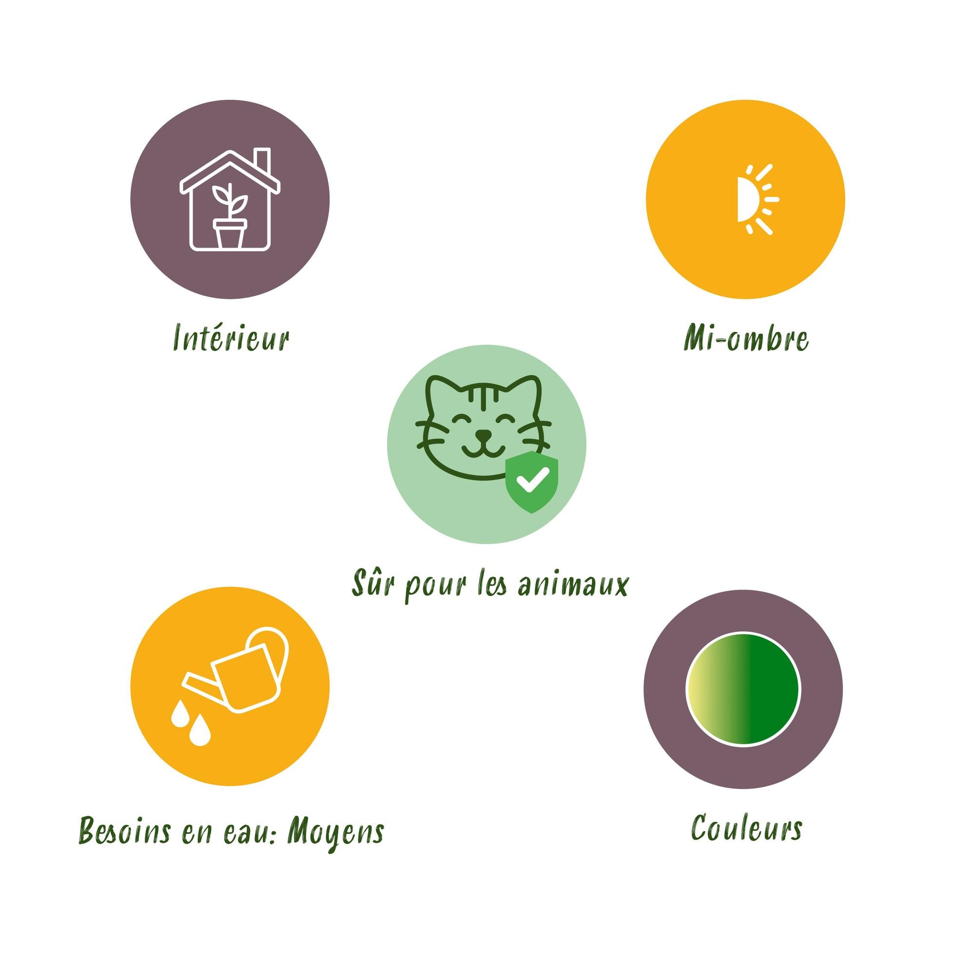 Green boutiQ - Kamerplant - Pteris cretica Albolineata - Lintvaren - Huisdiervriendelijk - Bont - 4 Planten - Pot 12cm - Hoogte 28-30cm