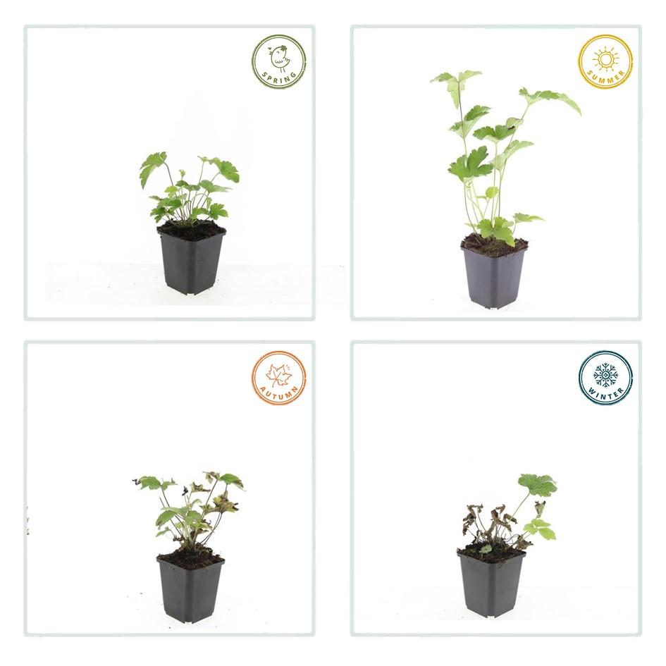 48x Anemone tom. 'Robustissima' - ↕10-25cm - Ø9cm