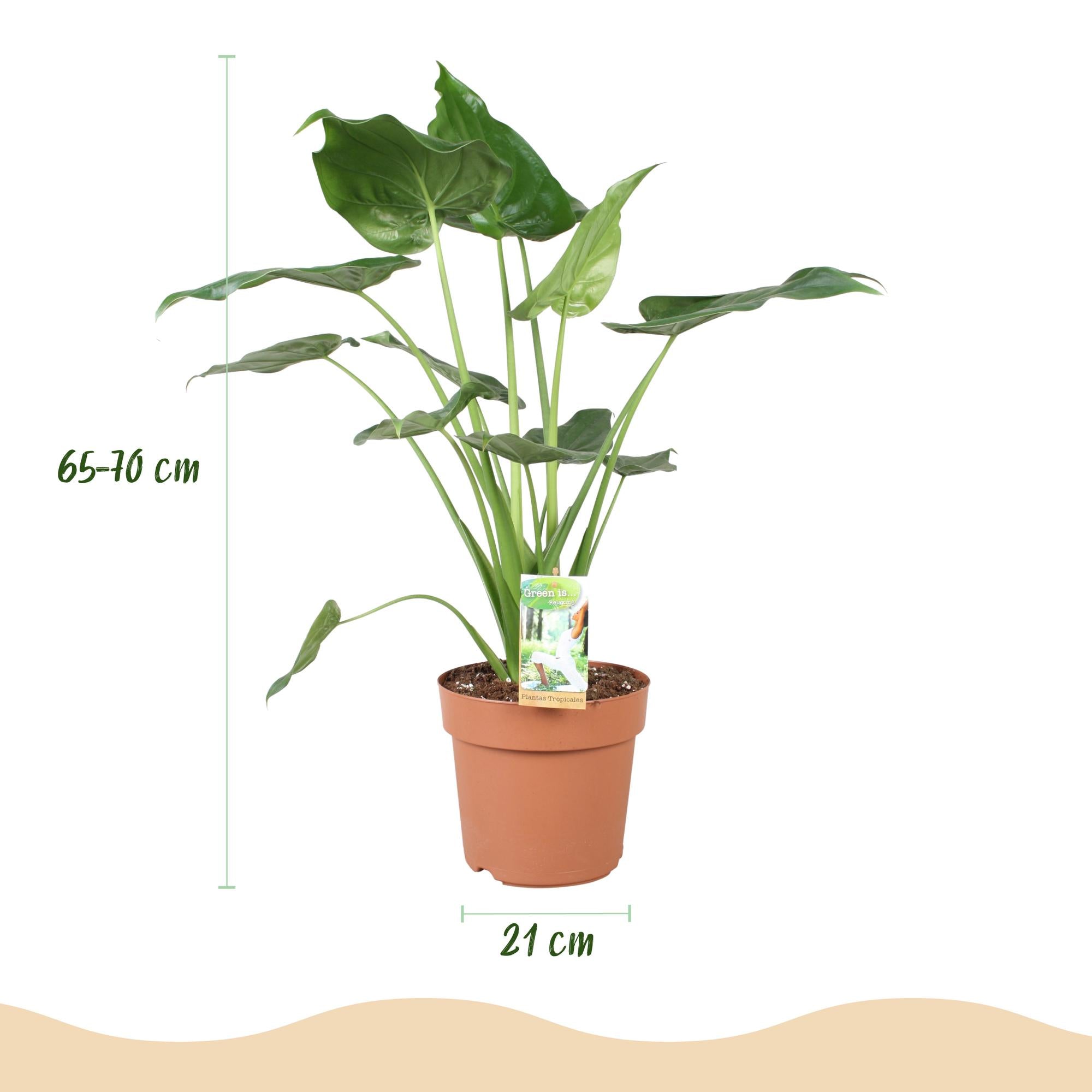 Green BoutiQ - Kamerplanten - Alocasia Cucullata - Boeddha,s hand - Weinig onderhoud - Groen - 1 Plant - met Potter Wit - Pot 21cm - Hoogte 65-70cm
