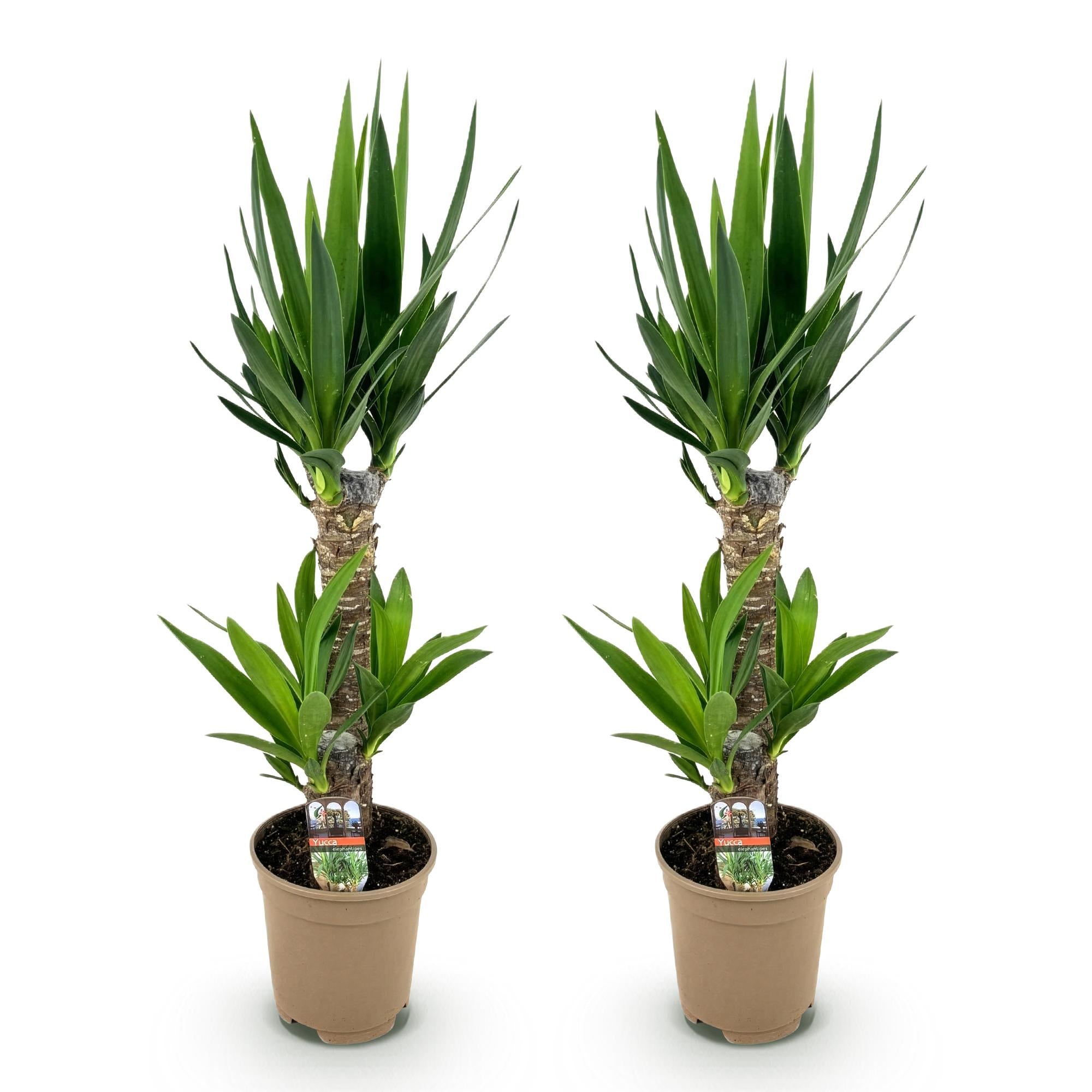 Green boutiQ - Kamerplant - Yucca elephantipes - Yucca - Weinig onderhoud - Groen - 2 - Pot 17cm - Hoogte 75cm