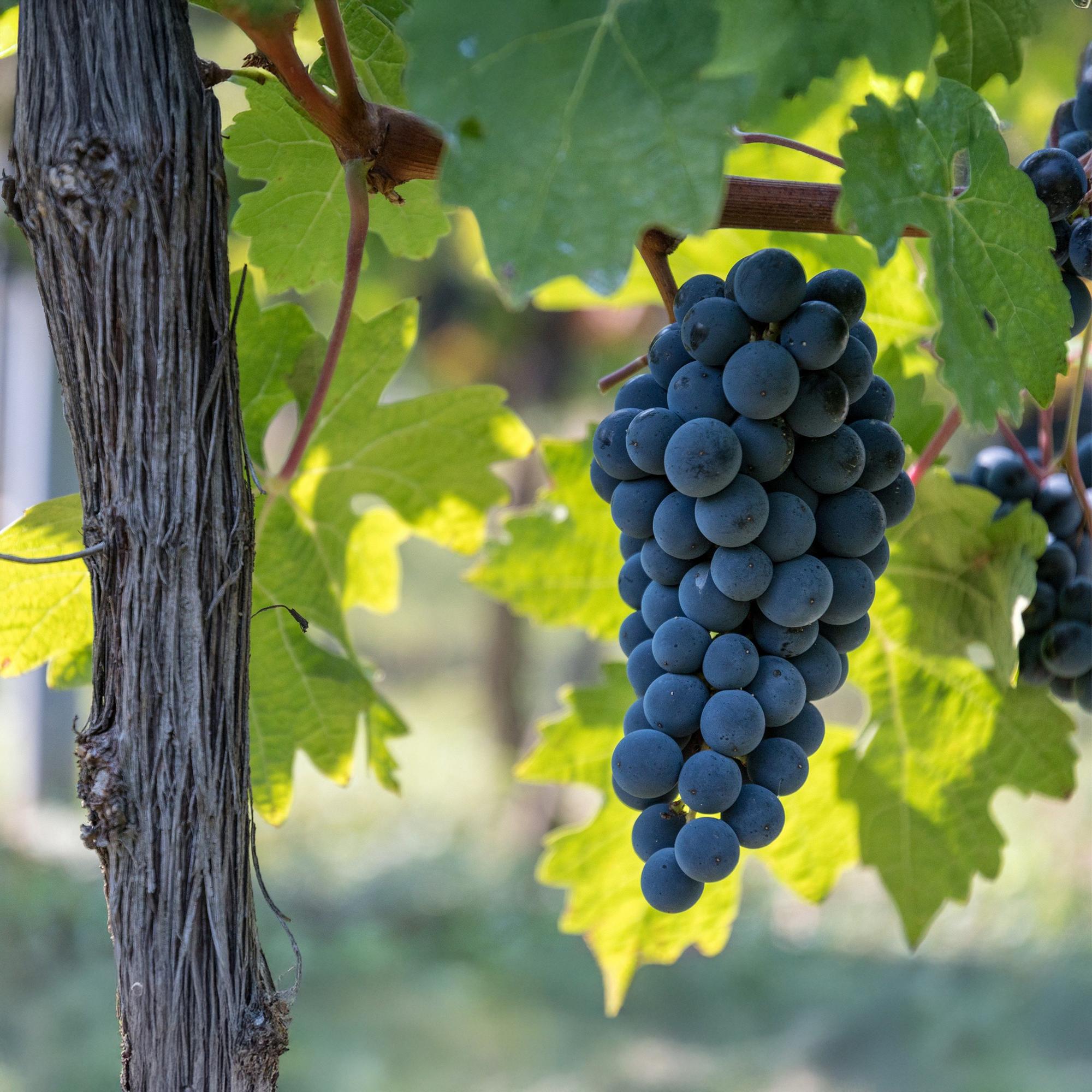 Green boutiQ - Fruitplant - Blauwe Druif - Vitis vinifera Boskoop Glory - 2 planten - Pot 15cm Hoogte 50cm