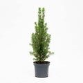 Mini-Kerstboom - Chamaecyparis - 25-30 cm