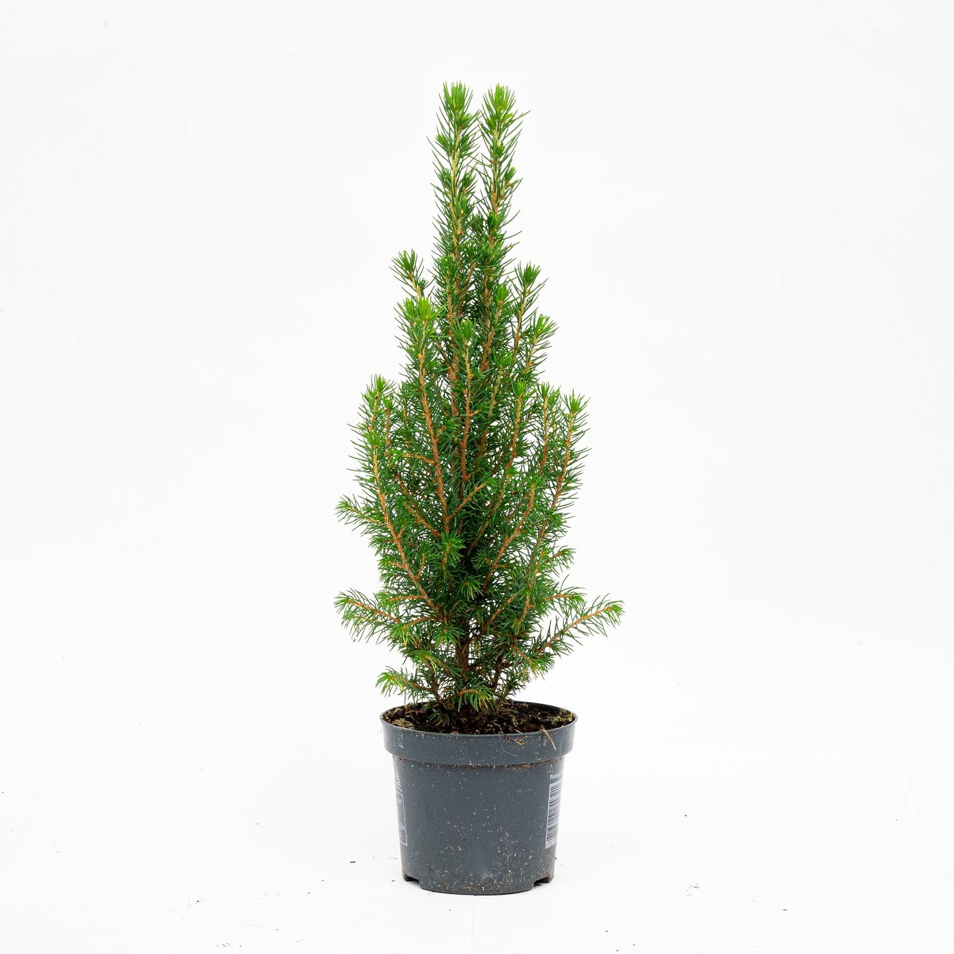 Mini-Kerstboom - Chamaecyparis - 25-30 cm
