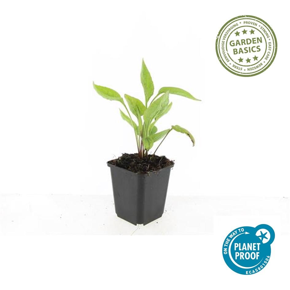 40x Echinacea p. 'White Swan' - ↕10-25cm - Ø9cm