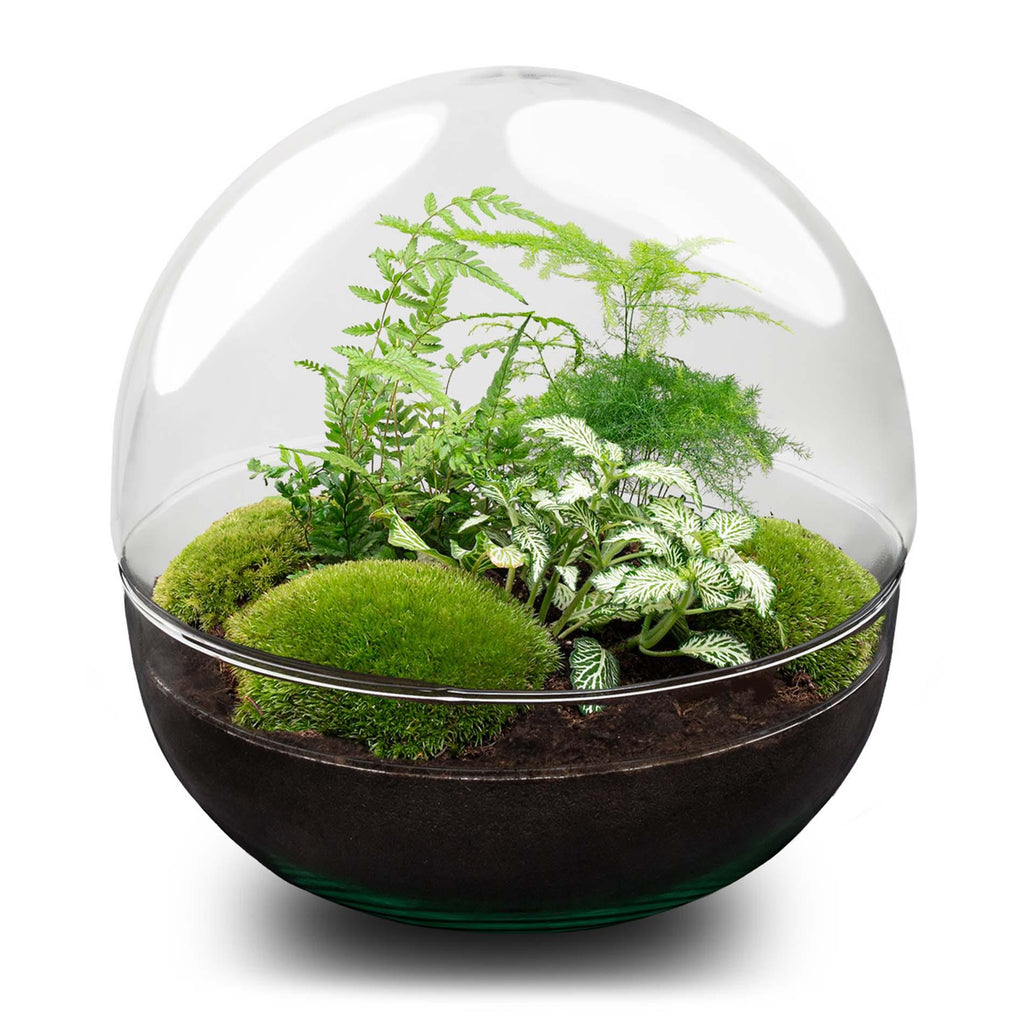 DIY Planten terrarium tweedelig bolglas - Dome XL -Ø 28 cm ↑ 28 cm - No tools