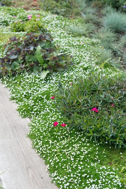 20x Sagina subulata - ↕10-25cm - Ø9cm