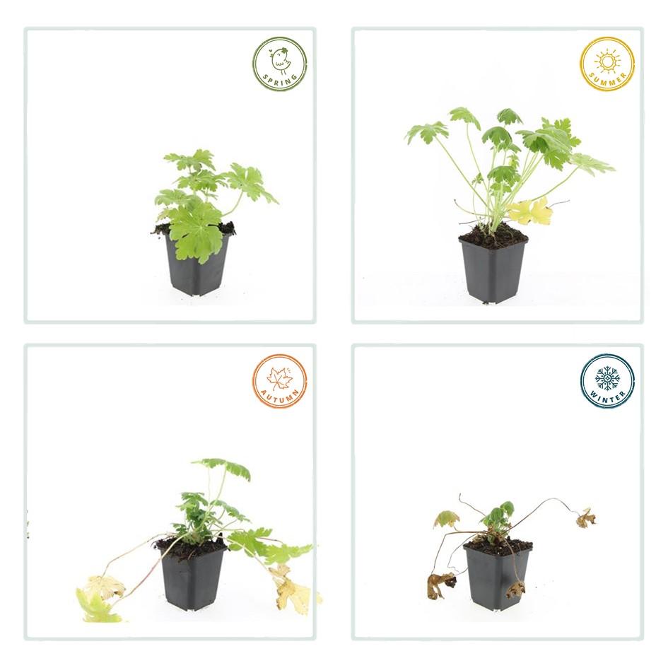 48x Geranium macr. 'Spessart' - ↕10-25cm - Ø9cm