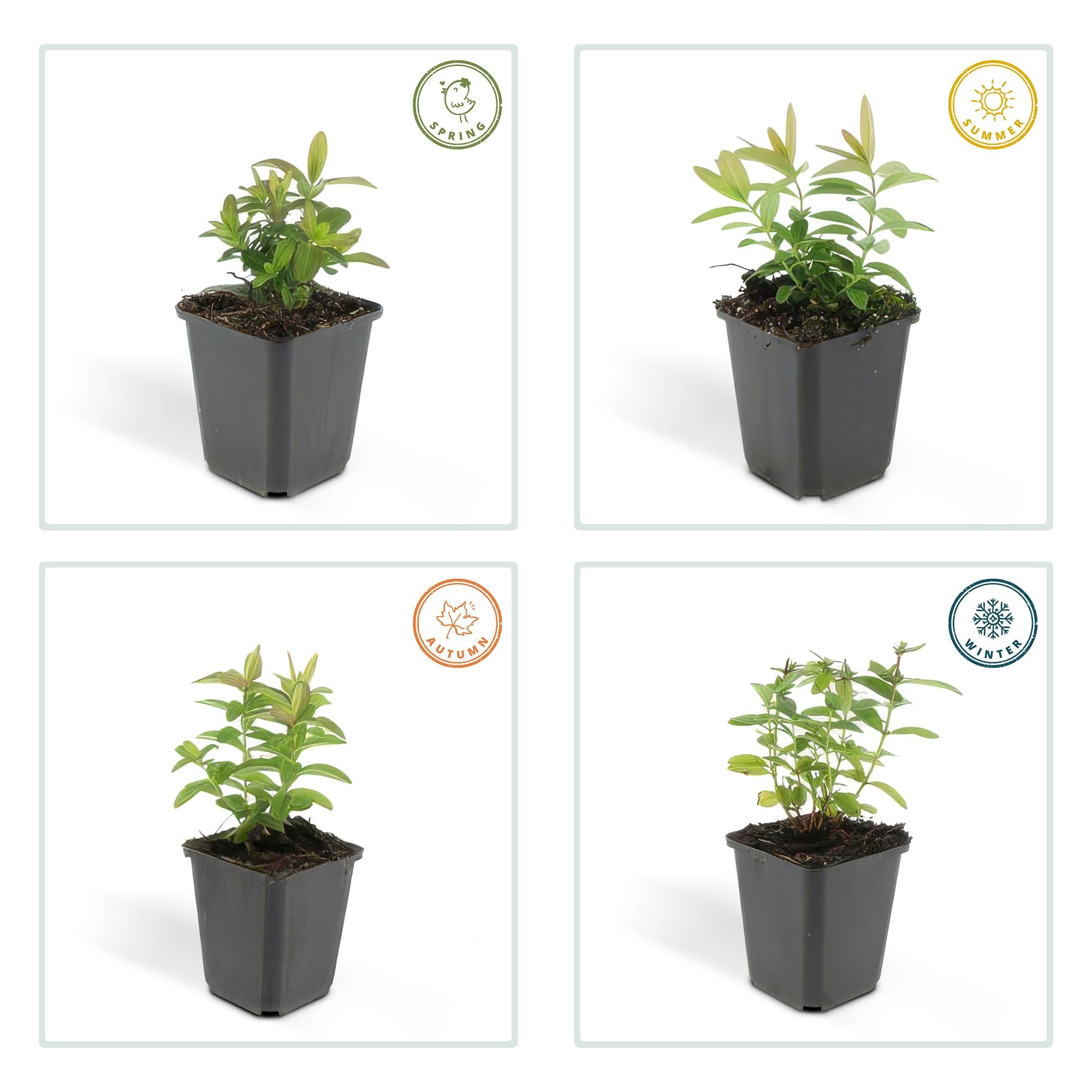 40x Hypericum calycinum - ↕10-25cm - Ø9cm