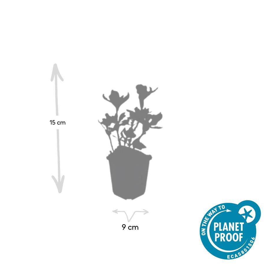 48x Pachysandra term. 'Variegata' - ↕10-25cm - Ø9cm