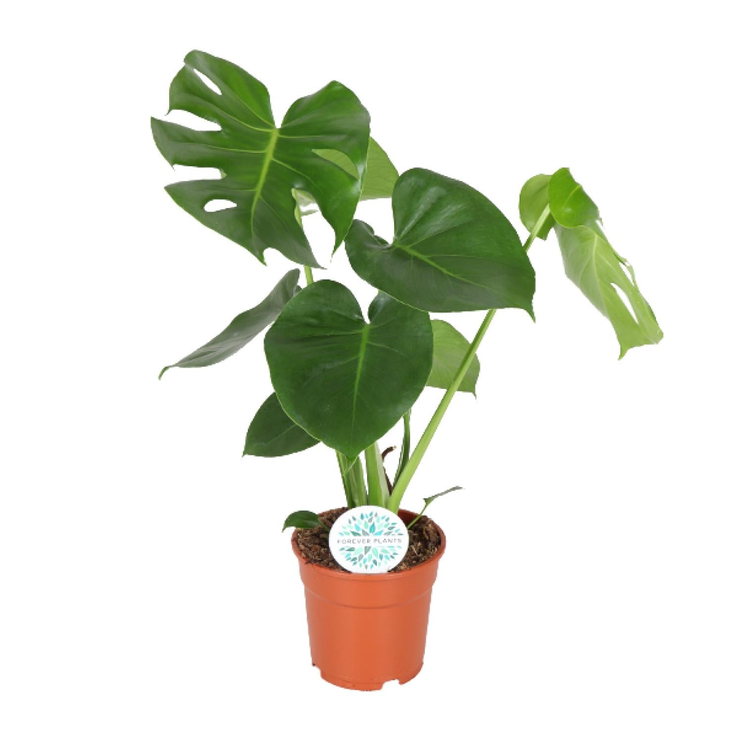 Monstera Deliciosa  - Ø17cm - ↕55cm