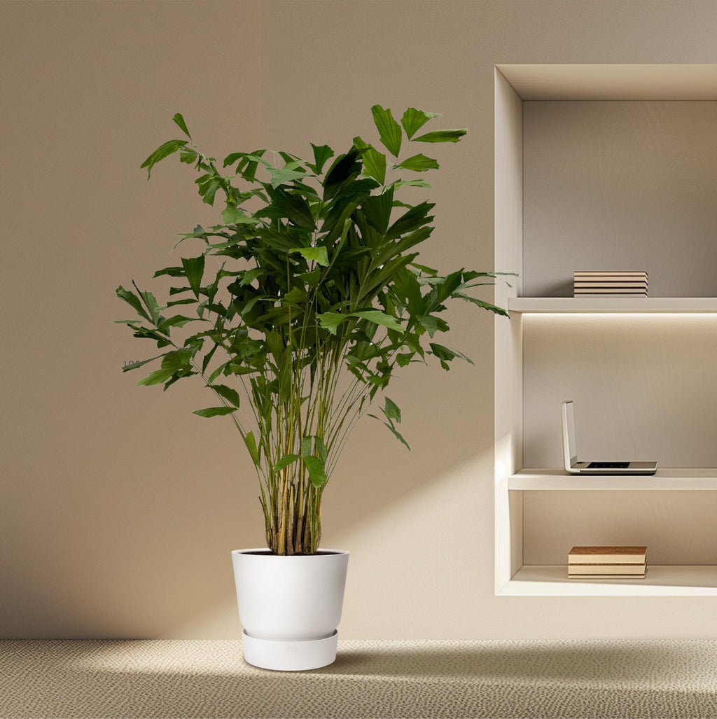 Caryota Mitis - 250 cm - Ø32cm