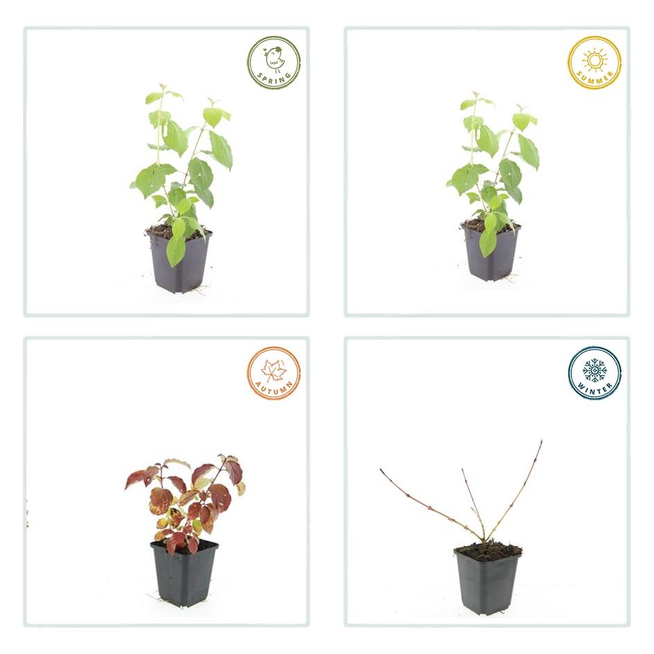 20x Cornus sang. 'Midwinter Fire' - ↕10-25cm - Ø9cm