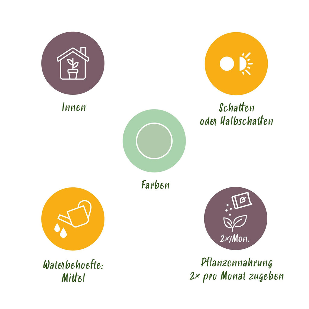 Green BoutiQ - Green is... Kamerplanten - Aglaonema Silver Bay - Zilverblad - Weinig onderhoud - met mand - Groen - 1 Plant - Pot 17cm - Hoogte 70-75cm