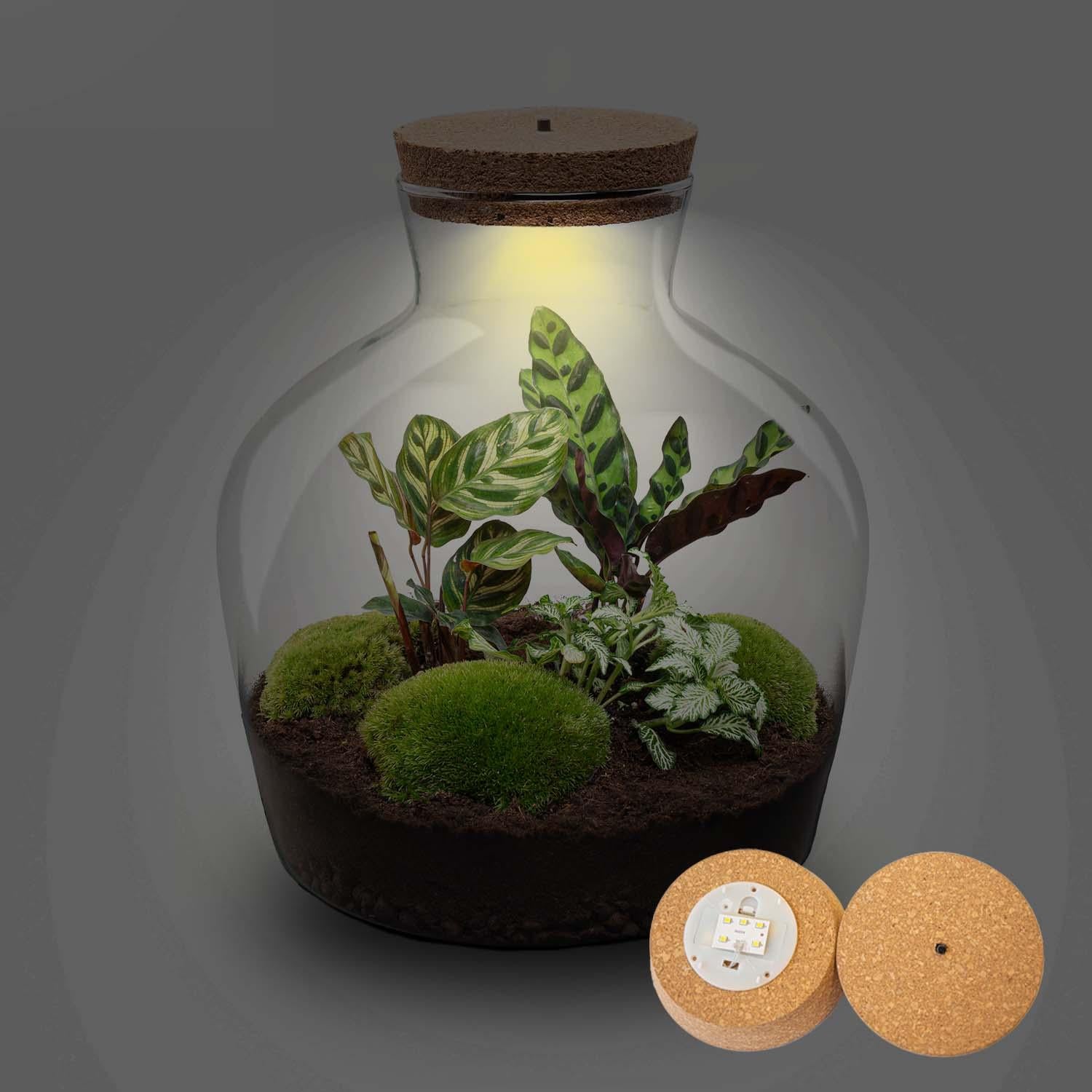 DIY Planten terrarium met licht -  Fat Joe - Ø 29 cm ↑ 30 cm - No tools