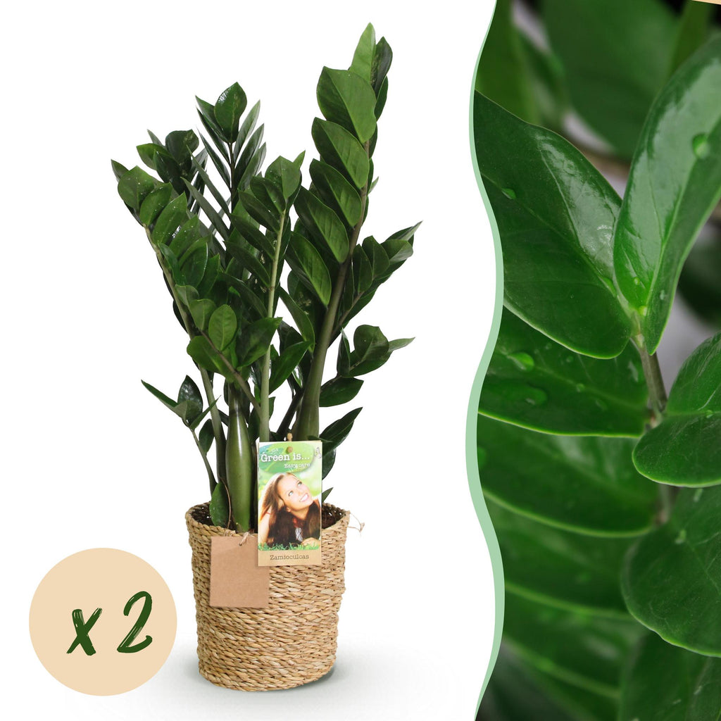 Green BoutiQ - Green is... Kamerplanten - Zamioculcas - ZZ-plant - Weinig onderhoud - met mand - Groen - 2 Planten - Pot 17cm - Hoogte 65-75cm
