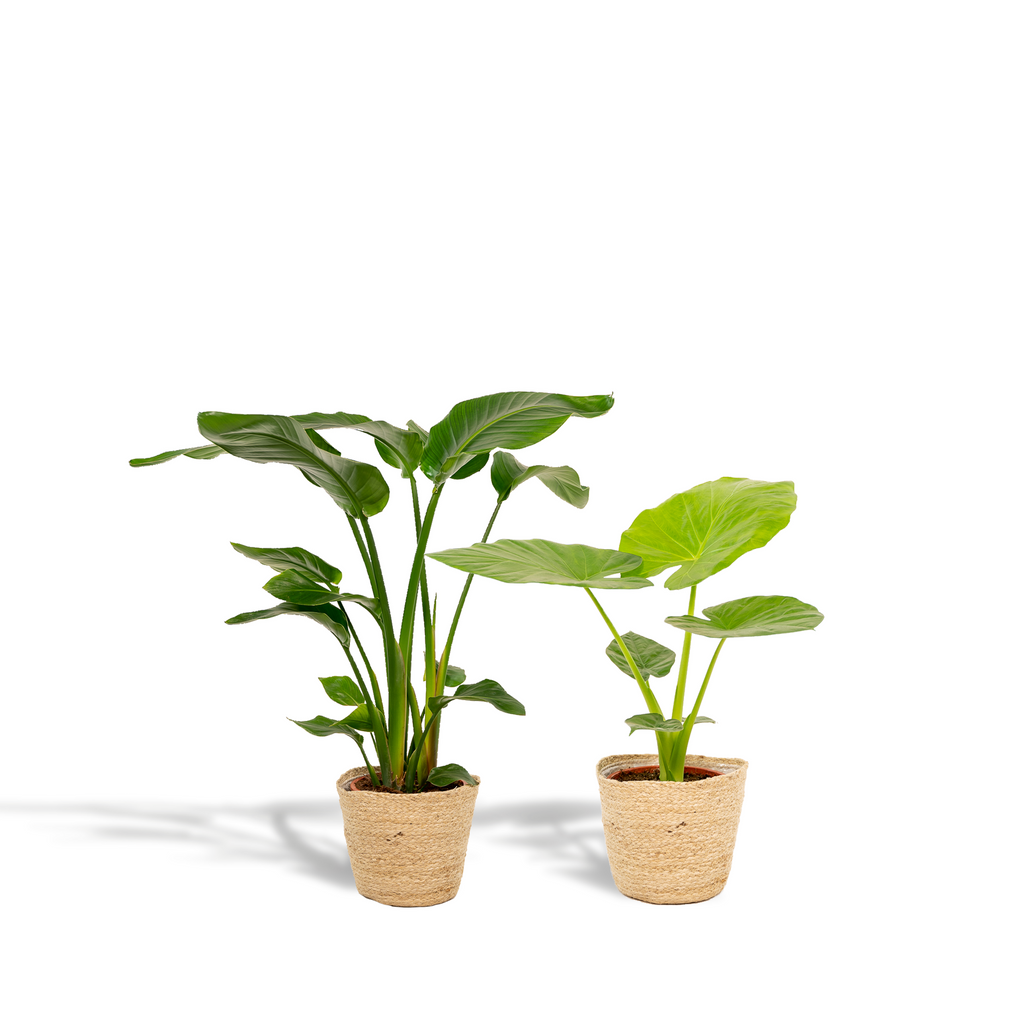 Strelitzia Nicolai - Ø19cm - ↕85cm + Alocasia Macrorrhiza - Ø19cm - ↕70cm + Mand Selin
