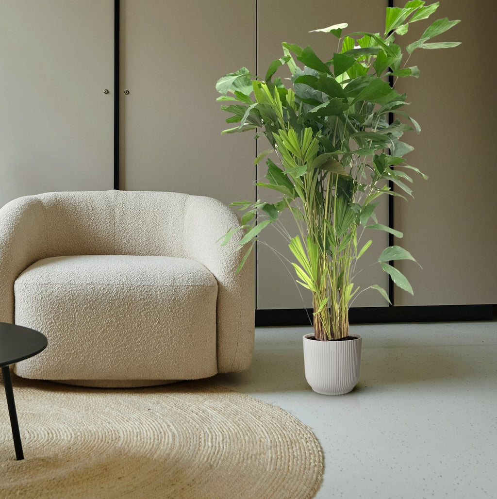 Caryota Mitis - 150 cm - ø24