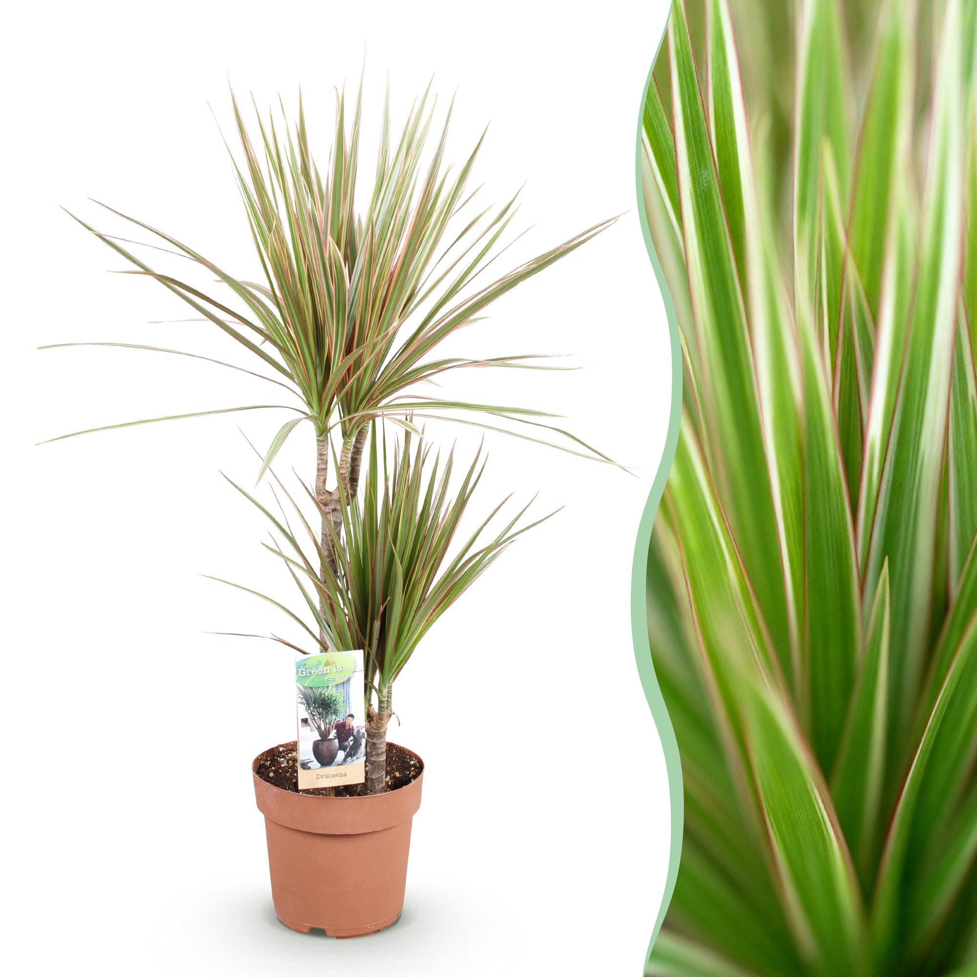 Green BoutiQ - Green is... Kamerplanten - Dracaena Marginata Bicolor - Drakenbloedboom - Weinig onderhoud - Groen - 1 Plant - Pot 17cm - Hoogte 70-75cm