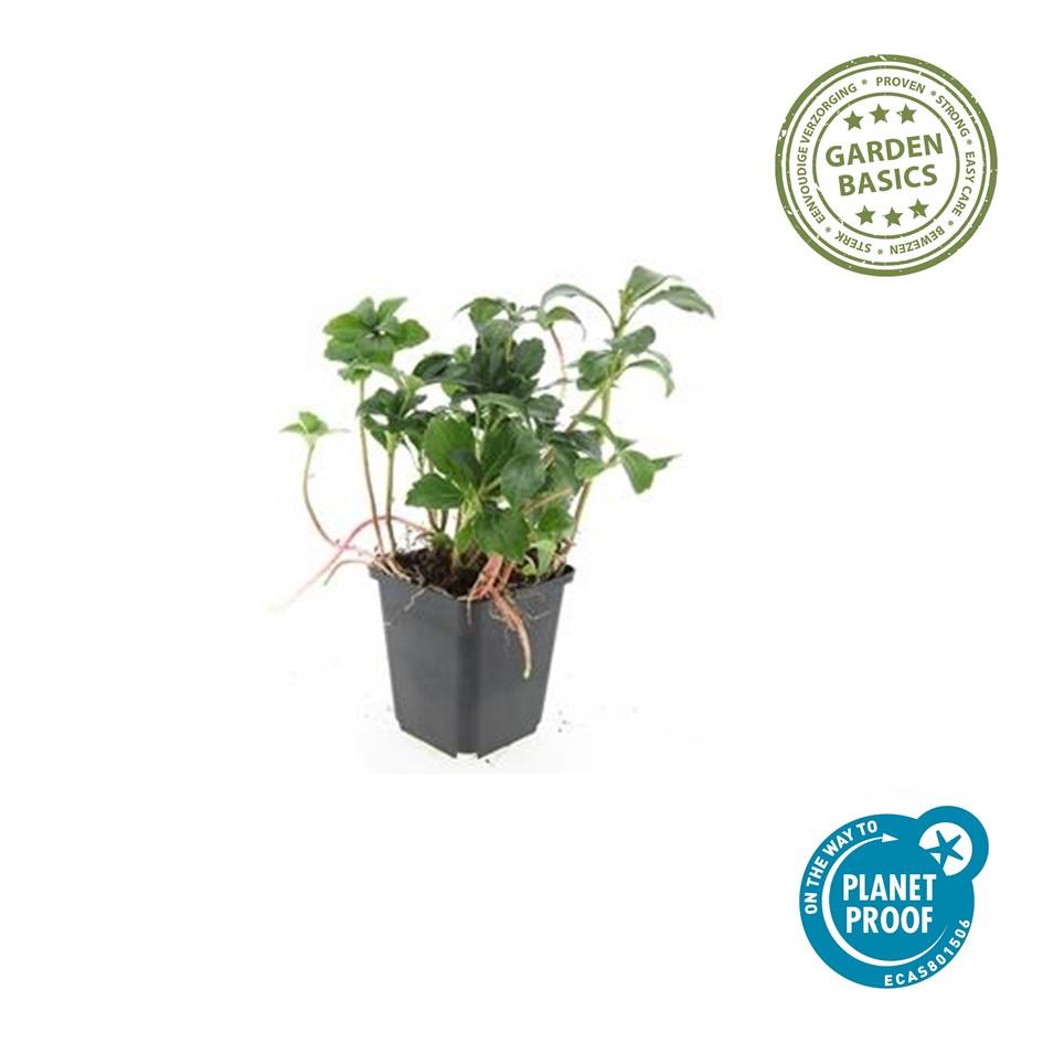 40x Pachysandra term. 'Green Sheen' - ↕10-25cm - Ø9cm