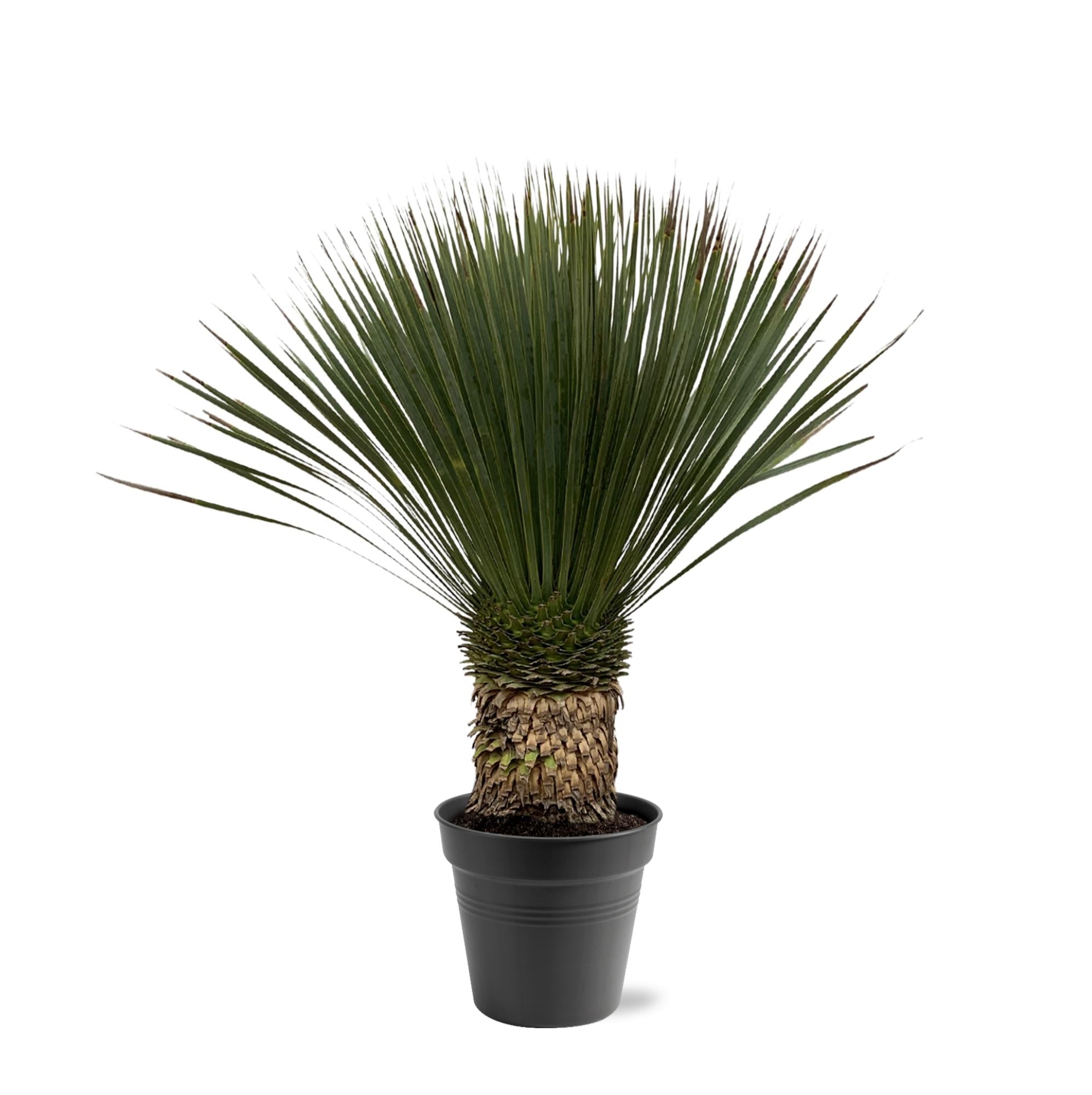 Yucca Rostrata - 80 - 100cm- Ø38