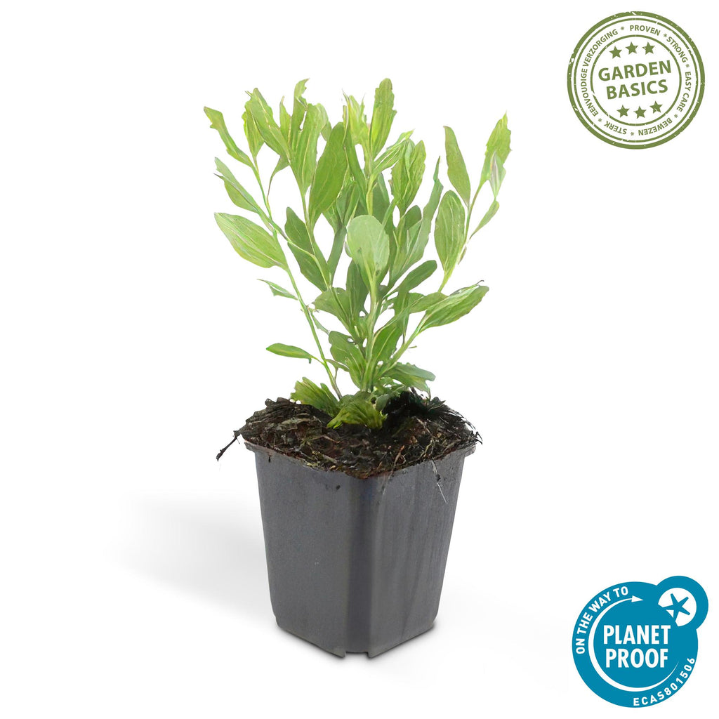 24x Aster ageratoides 'Ashvi' - ↕10-25cm - Ø9cm