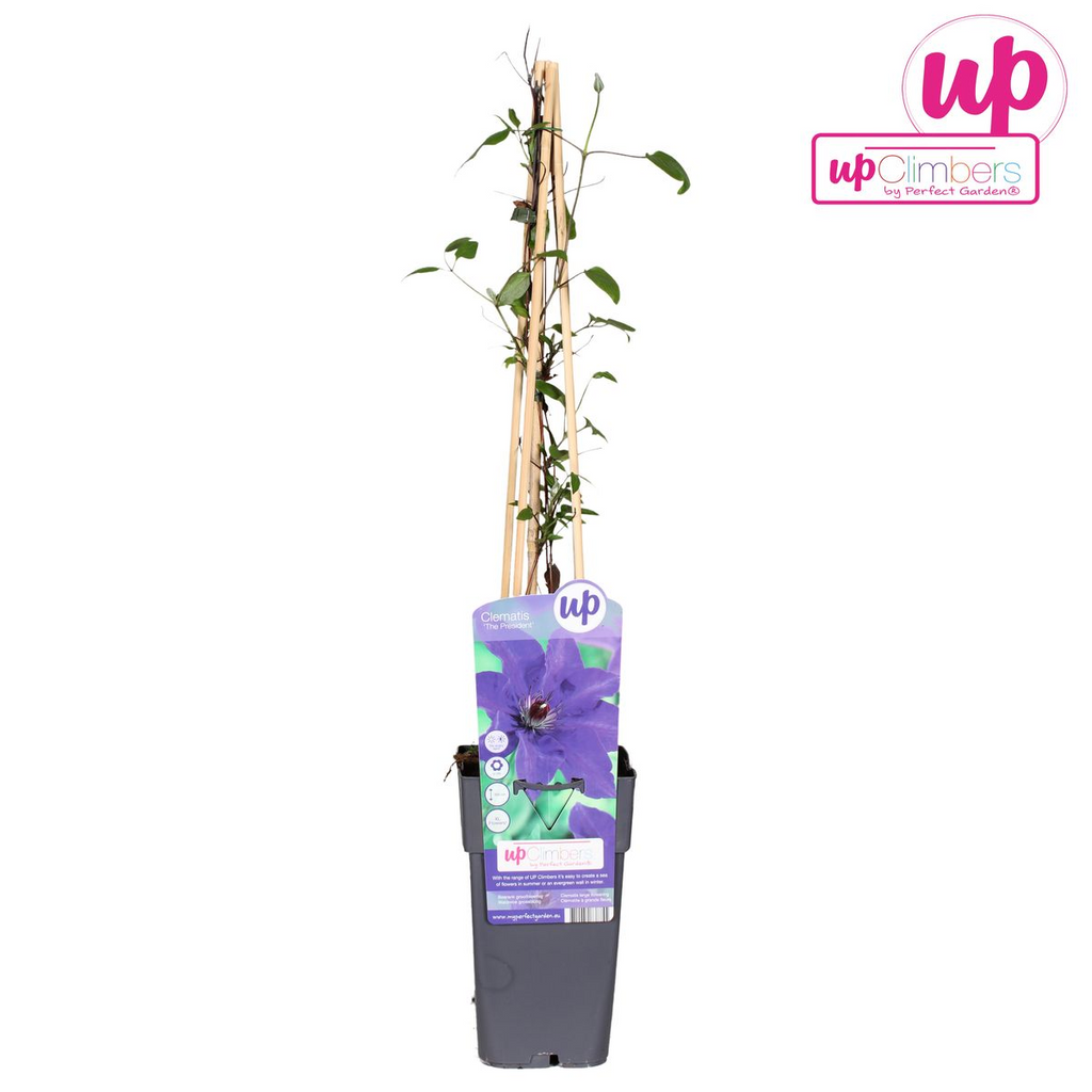Clematis The President - Clematis Paars - Ø15cm - ↕65cm