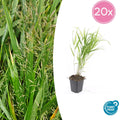 20x Hakonechloa macra - ↕10-25cm - Ø9cm