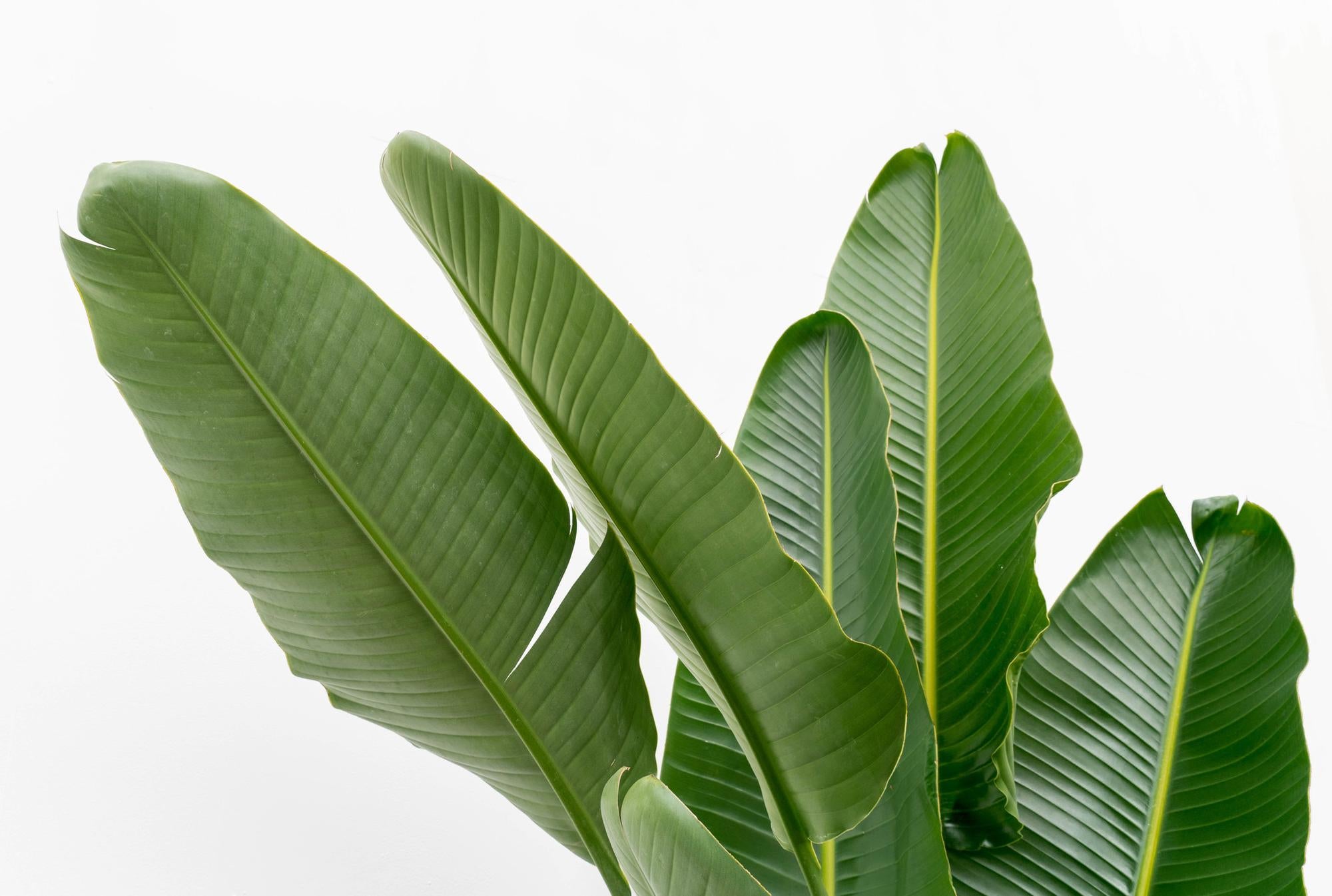 Strelitzia Augusta multi stam XXL - 225 cm - ø32