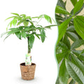 Green BoutiQ - Green is... Kamerplanten - Pachira Aquatica gevlochten stam - Geldboom - Weinig onderhoud - met mand - Groen - 1 Plant - Pot 17cm - Hoogte 60-70cm