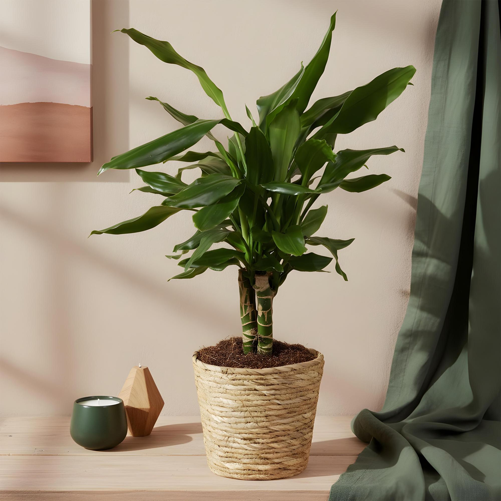 Green BoutiQ - Green is... Kamerplanten - Dracaena fragrans Steudneri - Drakenbloedboom - Weinig onderhoud - met mand - Groen - 2 Planten - Pot 17cm - Hoogte 50-55cm
