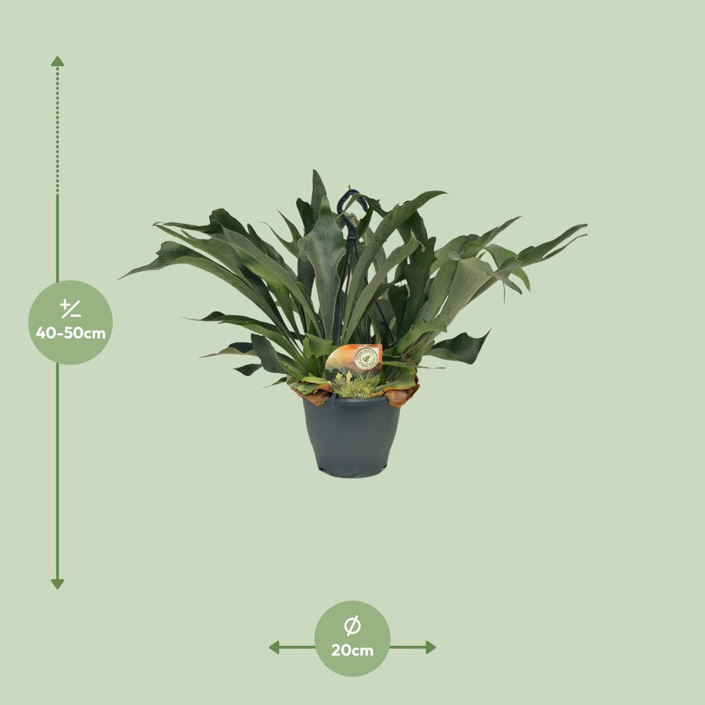 Platycerium Bifurcatum - Ø21cm - ↕50cm