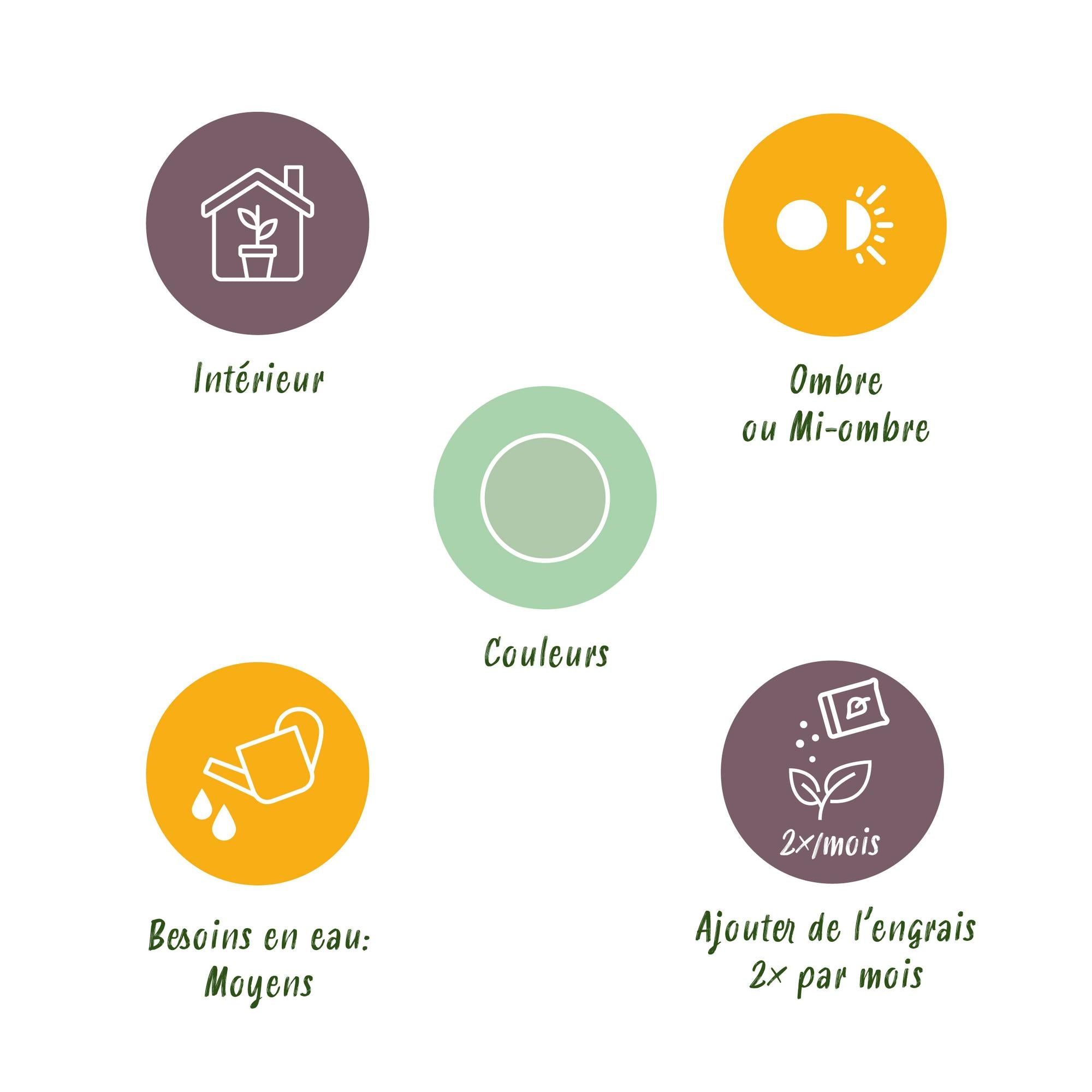 Green BoutiQ - Green is... Kamerplanten - Aglaonema Silver Bay - Zilverblad - Weinig onderhoud - Groen - 2 Planten - Pot 17cm - Hoogte 70-75cm