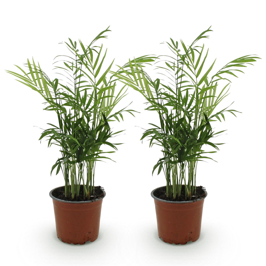 Green boutiQ - Kamerplant - Chamaedorea elegans - Goudpalm - Huisdiervriendelijk - Groen - 2 Planten - Pot 12cm - Hoogte 35-40cm