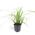 24x Carex morrowii 'Ice Dance' - ↕10-25cm - Ø9cm