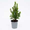 3x Mini-kerstboom - ↑15-20 cm - Ø 6 cm Picea Glauca Perfecta
