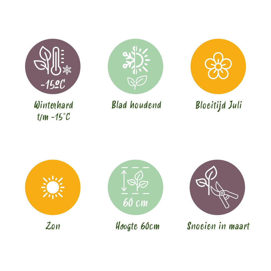 Green boutiQ - Siergrassen - Stipa tenuifolia Pony Tails - Groen - 2 Planten - Bladhoudend - Weinig Onderhoud - Pot 17cm Hoogte 50cm