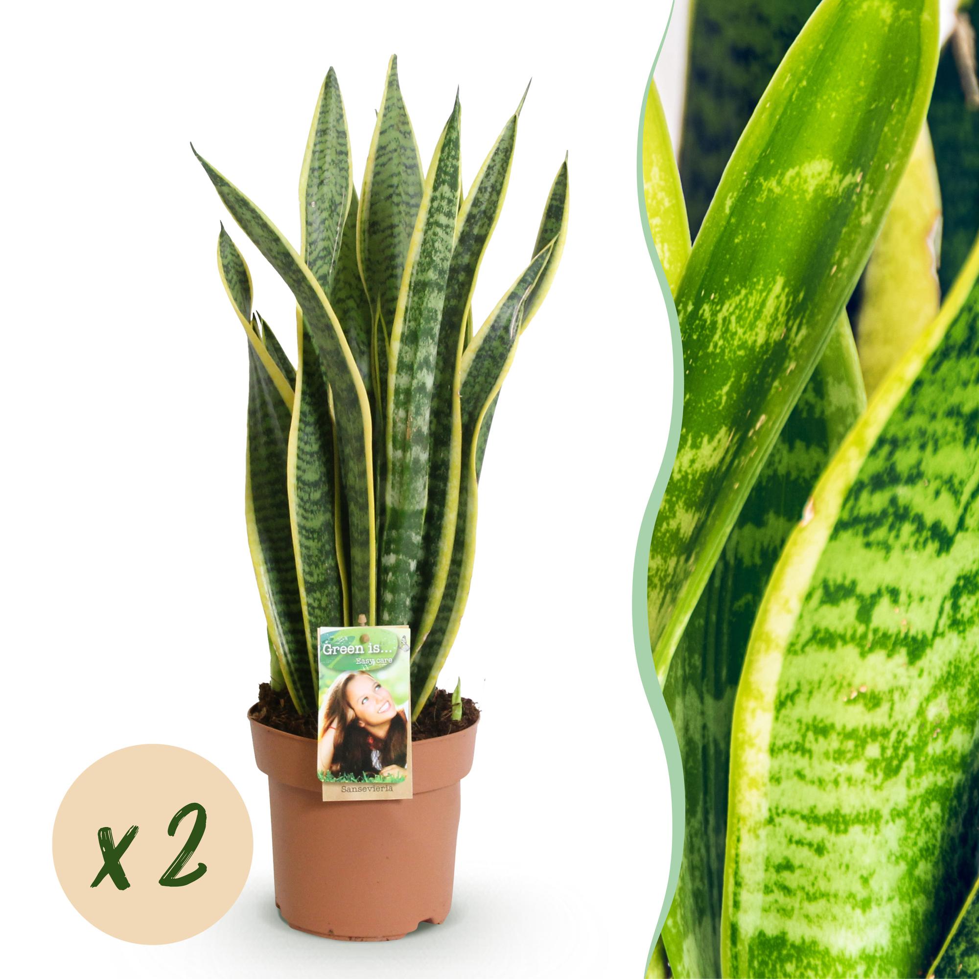 Green BoutiQ - Green is... Kamerplanten - Sanseveria Laurentii - Vrouwentong - Weinig onderhoud - Groen - 2 Planten - Pot 17cm - Hoogte 60-70cm