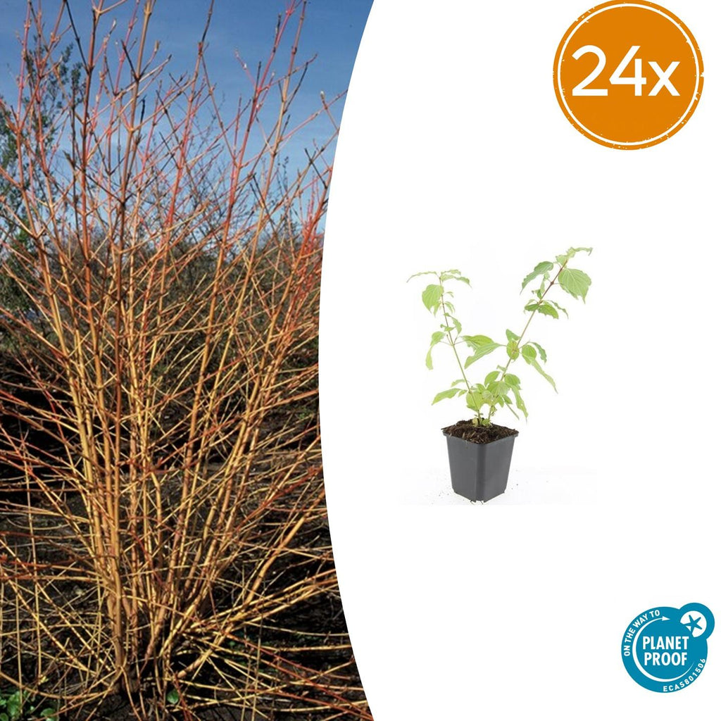 24x Cornus sang. 'Anny's Winter Orange' - ↕10-25cm - Ø9cm