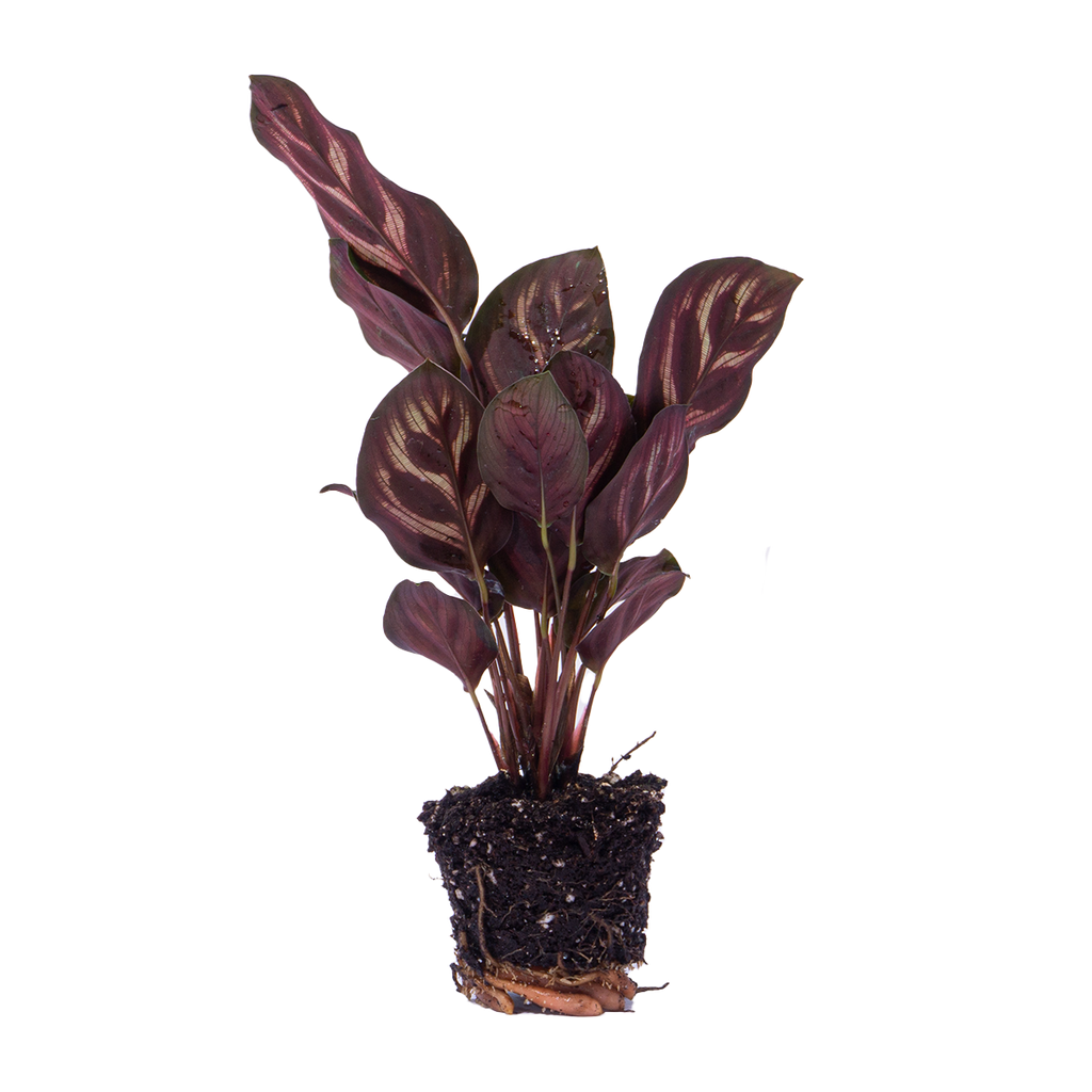 Calathea Makoyana - Pauwenplant - Terrarium plant - Potmaat 6