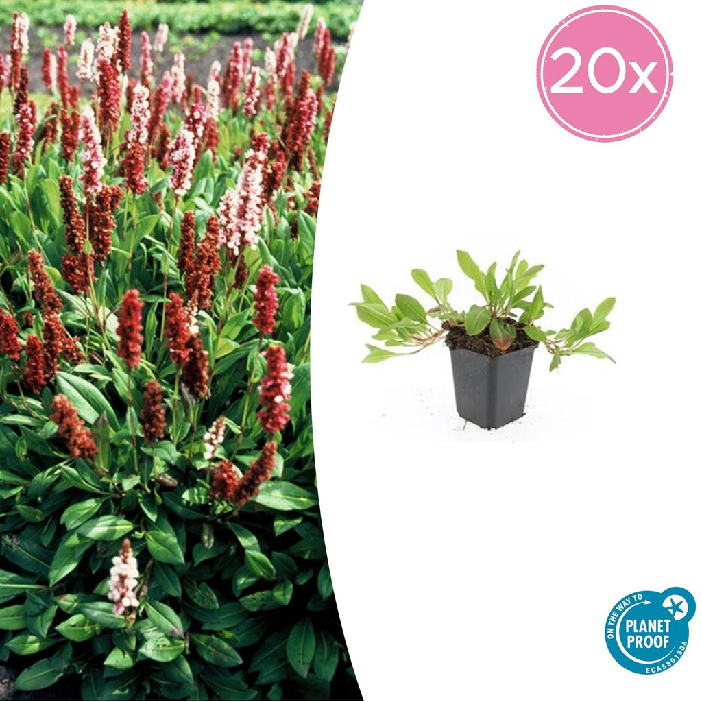 20x Persicaria aff. 'Darjeeling Red' - ↕10-25cm - Ø9cm