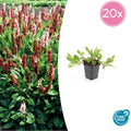 20x Persicaria aff. 'Darjeeling Red' - ↕10-25cm - Ø9cm