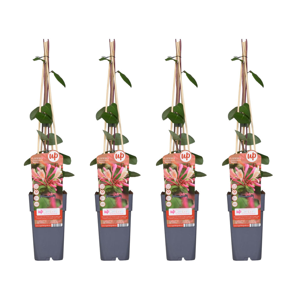 4x - Lonicera periclymenum 'Belgica' - ↨65cm - Ø15
