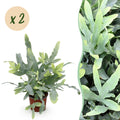 Green boutiQ - Kamerplant - Phlebodium aureum Blue Star - Blauwe Varen - Huisdiervriendelijk - Blauw - 2 Planten - Pot 12cm - Hoogte 25-30cm
